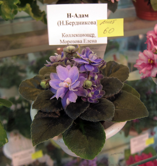 Н-Адам.jpg