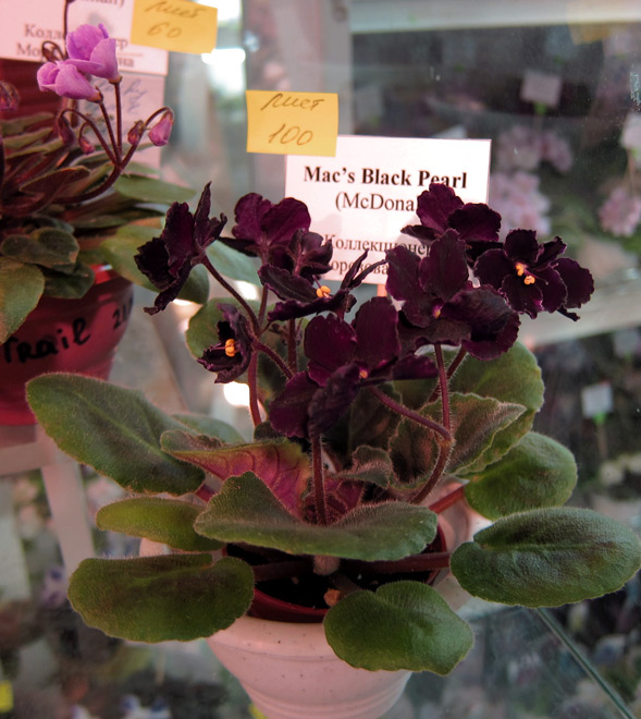 Mac's-Black-Pearl.jpg