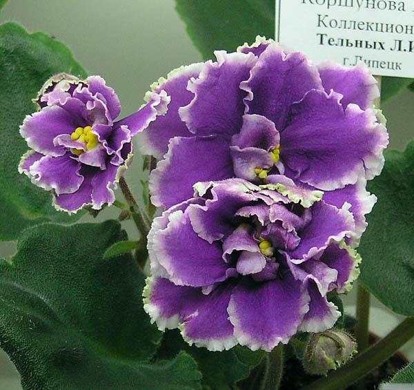 ЕК-Русский Сувенир