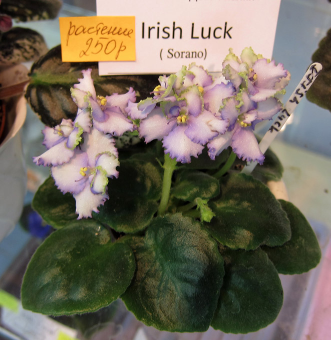 Irish-Luck.jpg