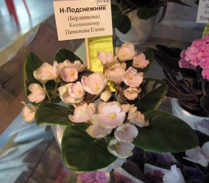 Н-Подснежник.jpg