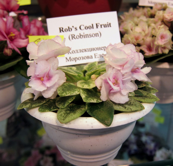 Rob's-Cool-Fruit.jpg