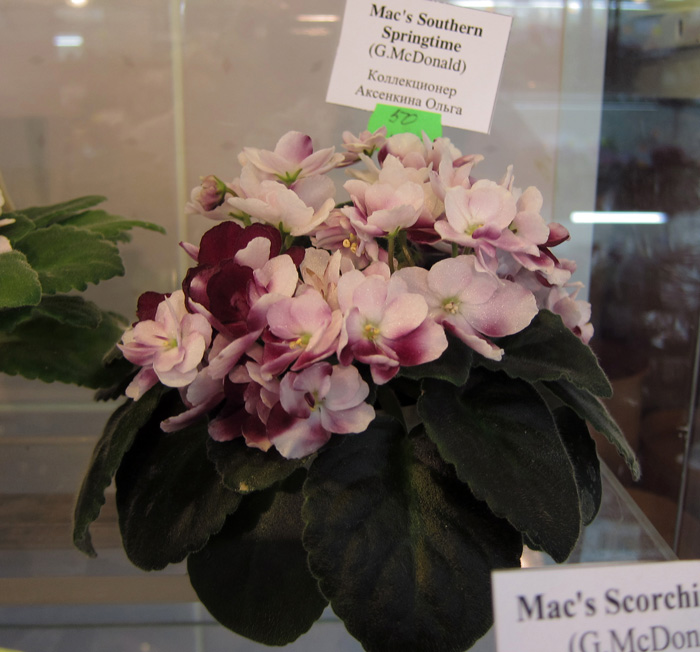 Mac's-Southern-Springtime.jpg