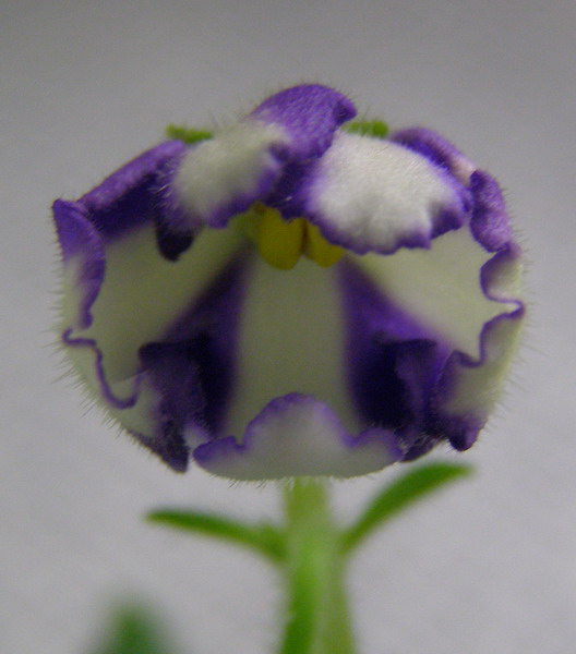 Kilauea sp. (Gvatemala)2.jpg