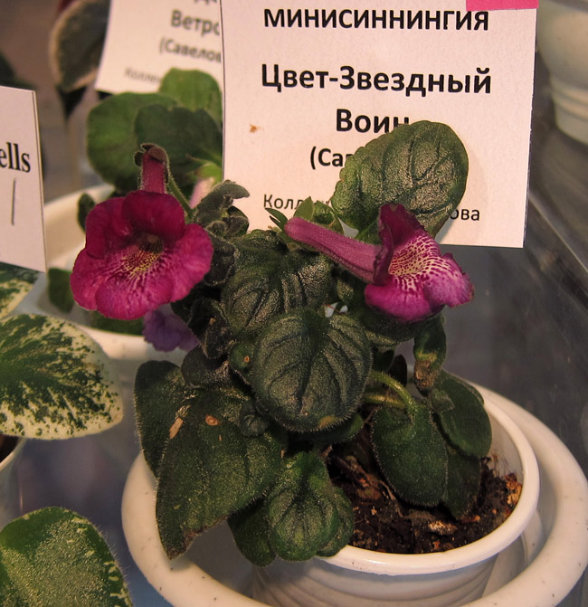 минисиннингия.jpg