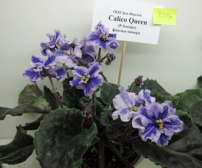 Calico-Queen.jpg