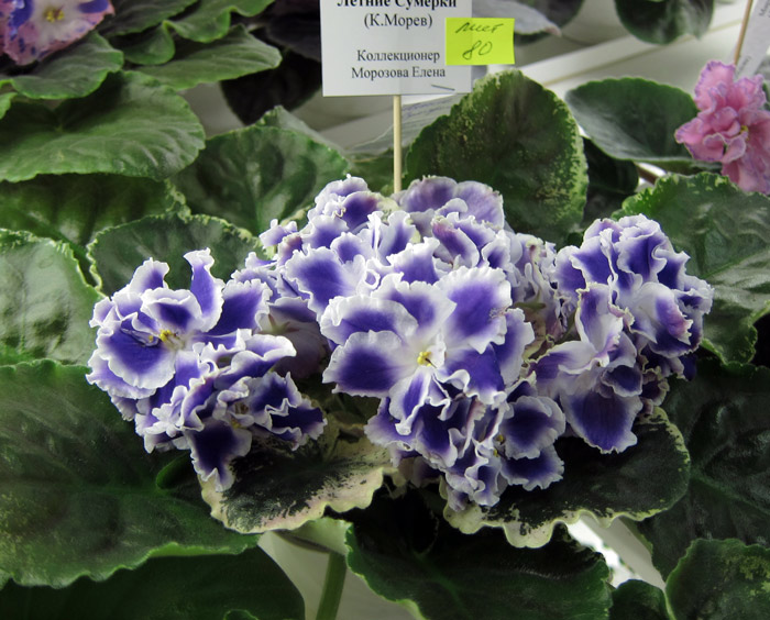 Летние-Сумерки.jpg
