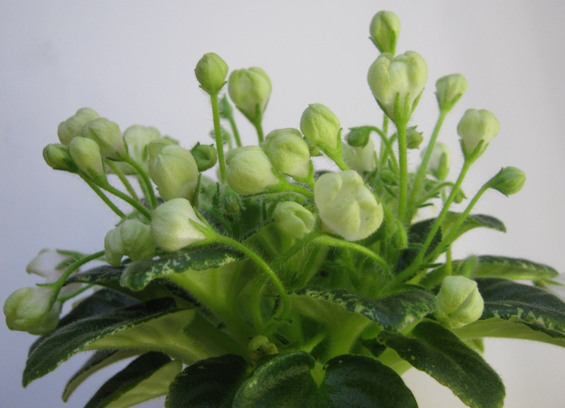 Н-Светлая Печаль.JPG