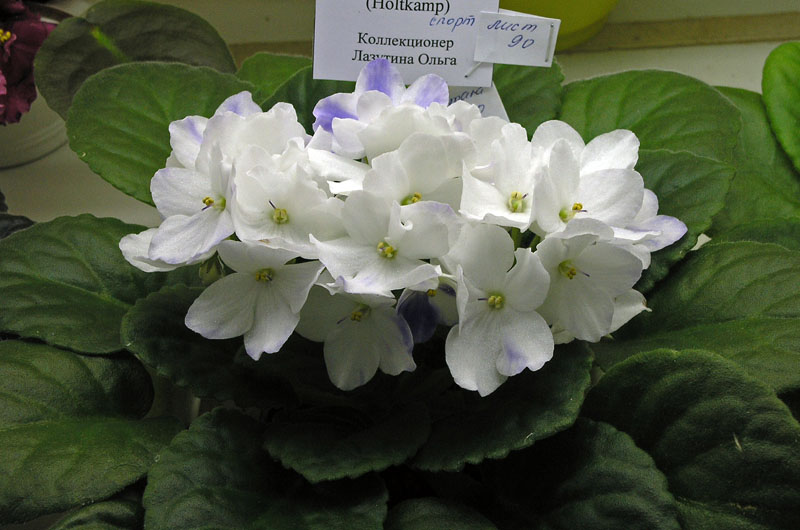 Optimara Ontario
