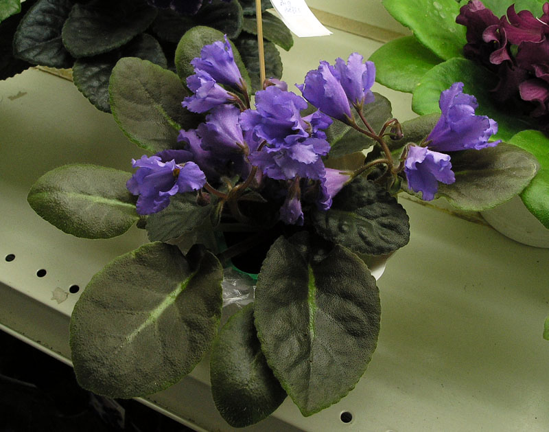 Senk's Big Bells