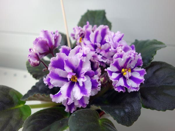 Suncoast Peppermint Kathy -Патянина.jpg