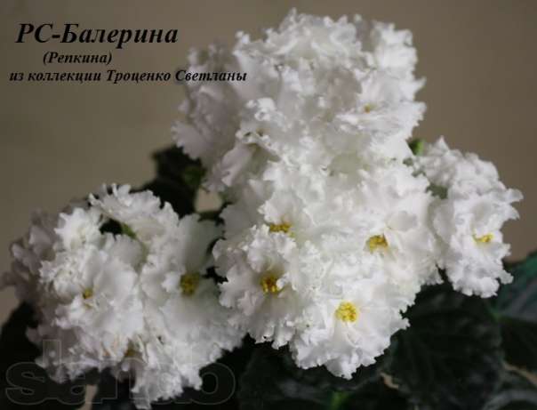 93130831_5_644x461_ds-sostoyanie-vlyublennosti-rs-zolotaya-rybka-kievskaya-oblast_rev004.jpg