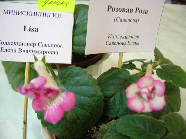 Lisa_&_Розовая_Роза.jpg