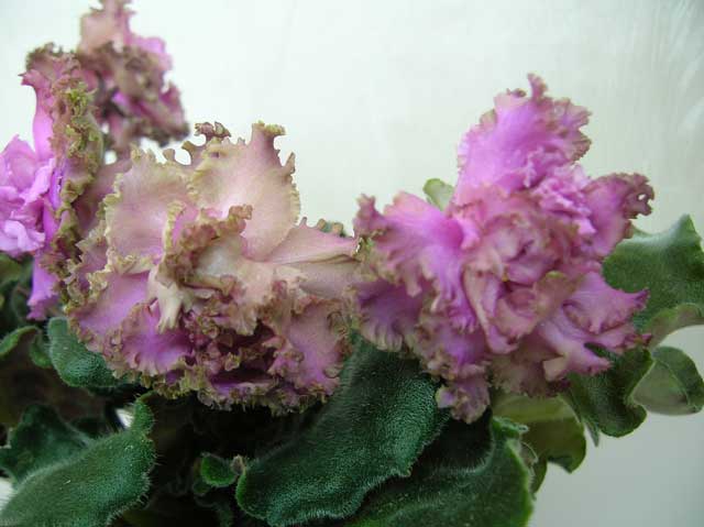Island_Rose.jpg