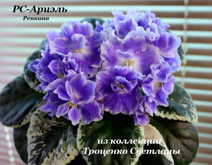 IMG_6512 - копия.JPG