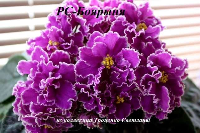 92240259_5_644x461_detki-kievskaya-oblast_rev009.jpg
