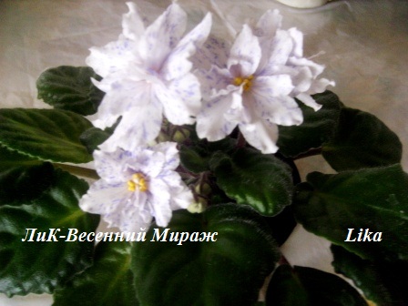 PICT0059.JPG