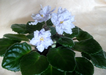 PICT0065.JPG