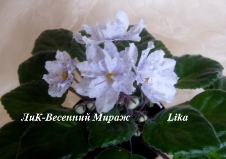PICT0064.JPG