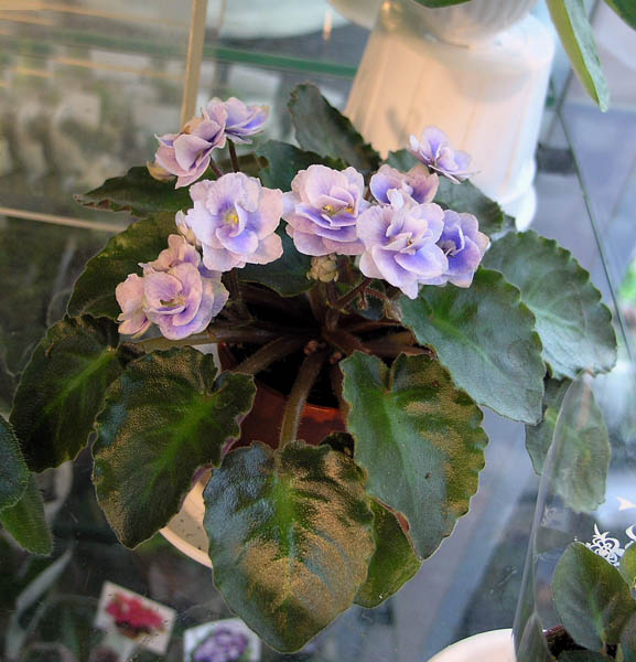 Persian Lace (S. Sorano)