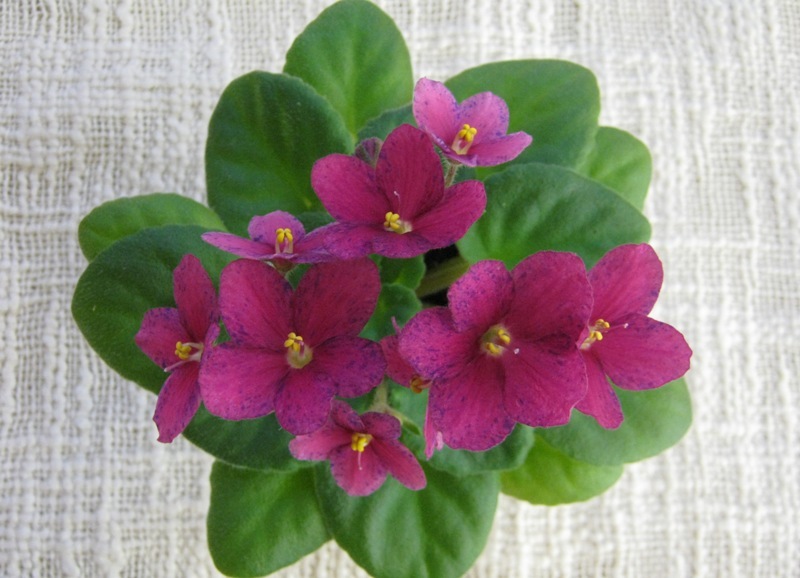 Mac's Ritten Kaboodle.JPG