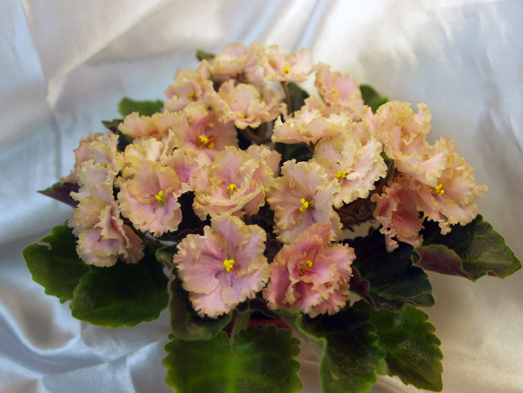 Rob's Antique Rose.jpg
