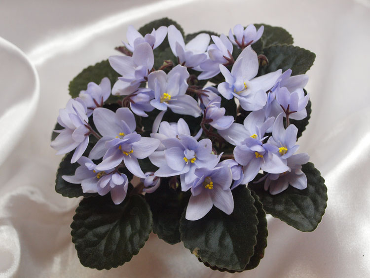 Allegro Chicory Charm.jpg