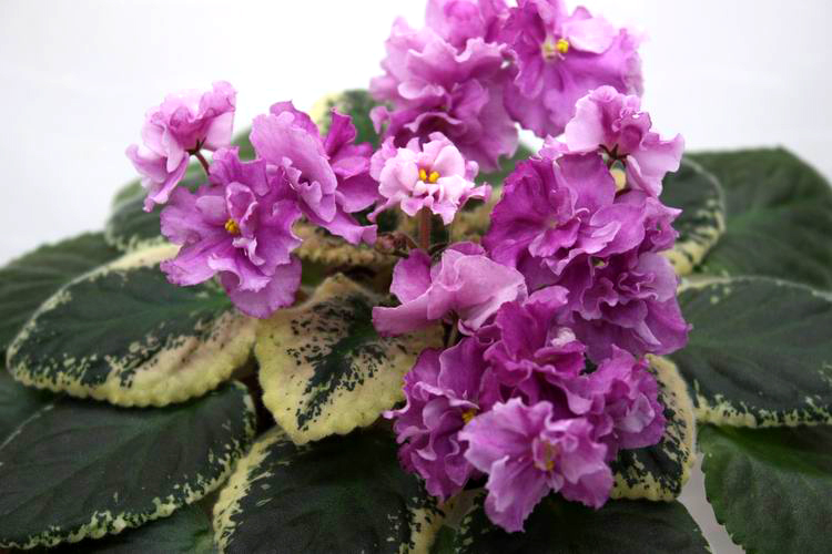 Apache Primrose.jpg