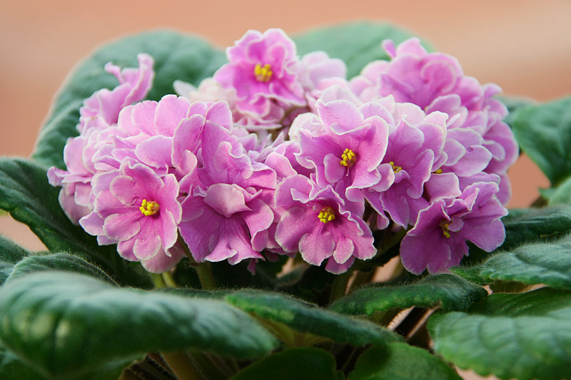Pink Amiss