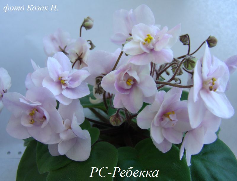 DSC09390.JPG