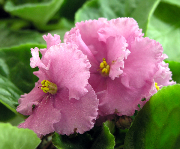Вика (Макуни), колл. Л. Тельных