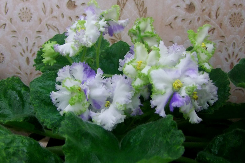 2013_12040016.jpg