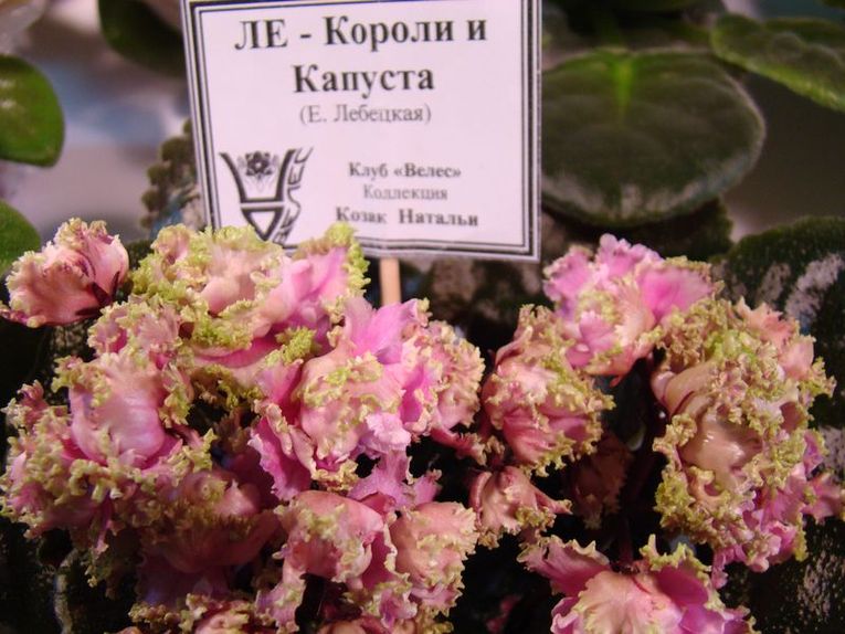 DSC09476.JPG