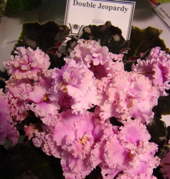 DSC09552.JPG