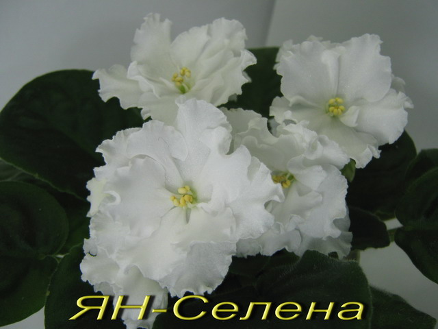 ЯН-Селена.12jpg.jpg