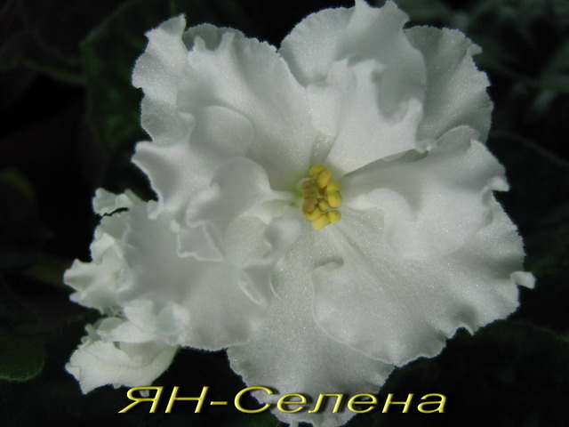 ЯН-Селена.jpg