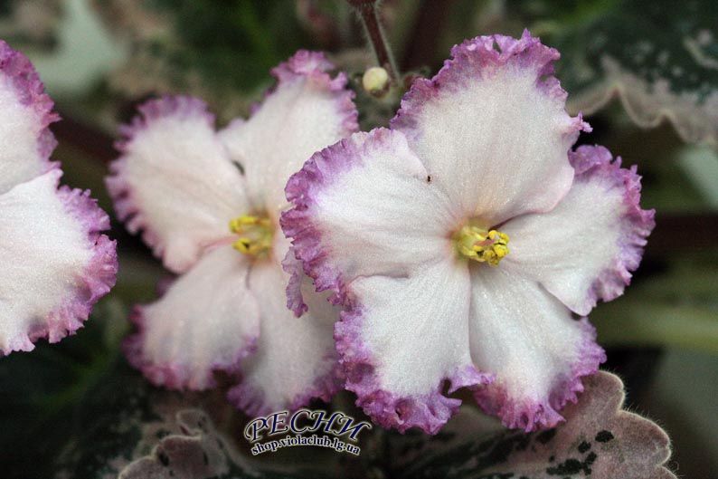 IMG_8519 копия.jpg