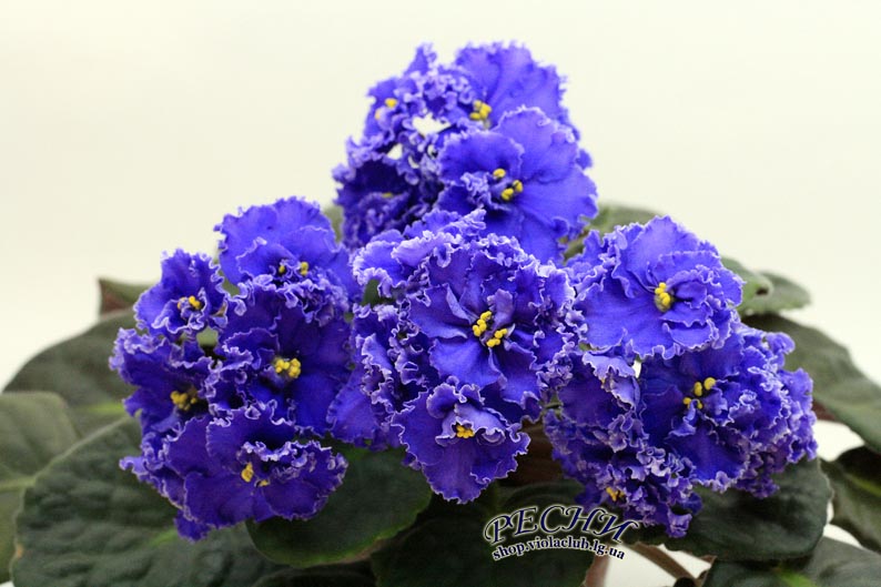 IMG_6697 копия.jpg