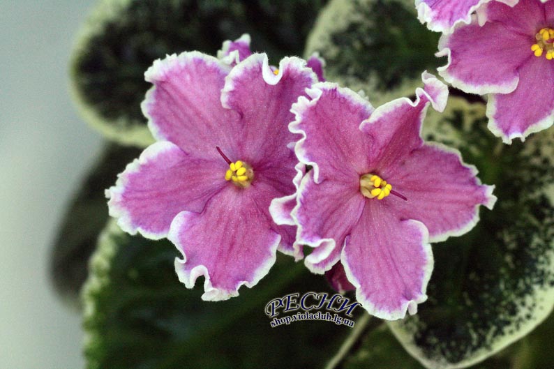 IMG_6374 копия.jpg