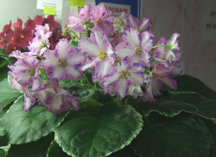 ЛЕ-Настя(Хохлова).jpg