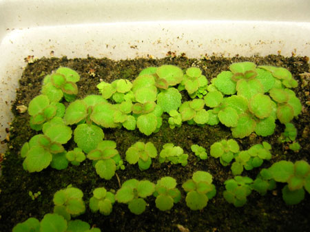 raspikir2.jpg