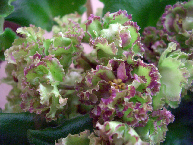 Allegro Pink Pistachio 1.JPG