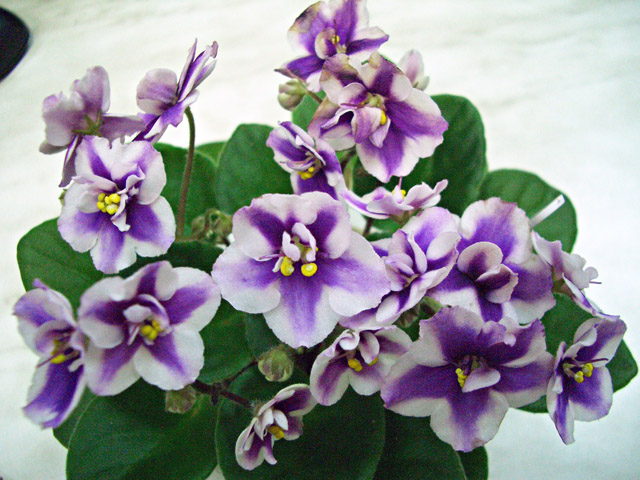 Cherry Princess chimera PS 1.JPG