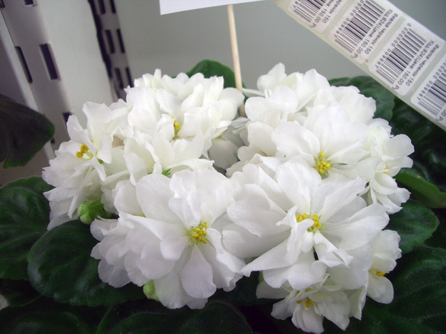 Pure Serenity PS 2013.JPG