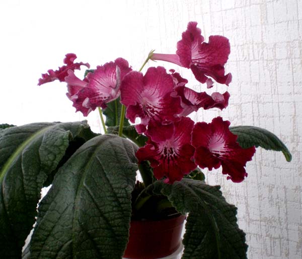 Barwa Indii 2.jpg