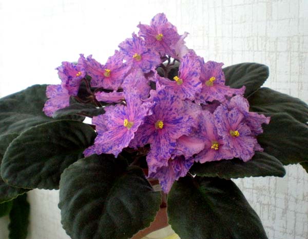 АЕ-Зебра 1.jpg