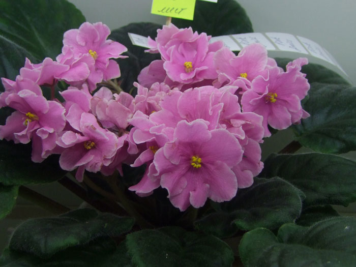 Pink-Amiss(Копейкина).jpg