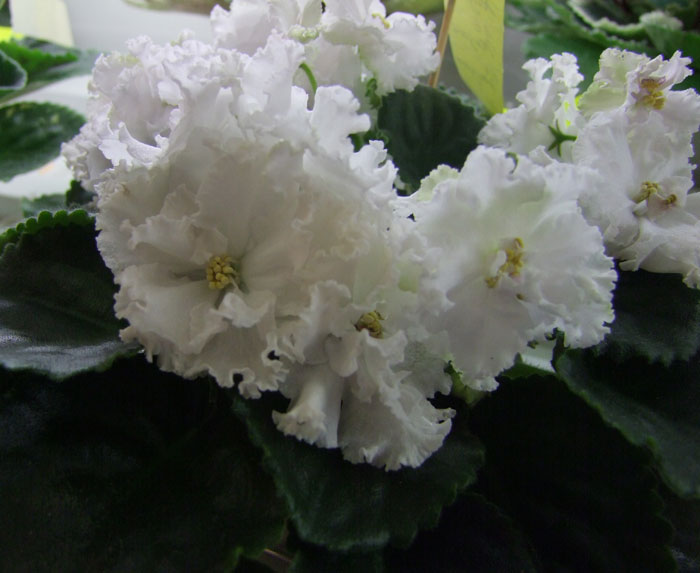ЛЕ-Жизель(Тюрина).jpg