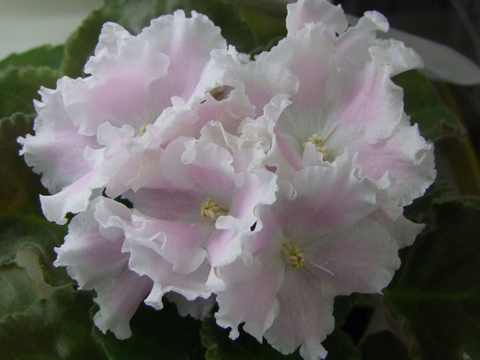 РС-Избранная(Блинкина).jpg