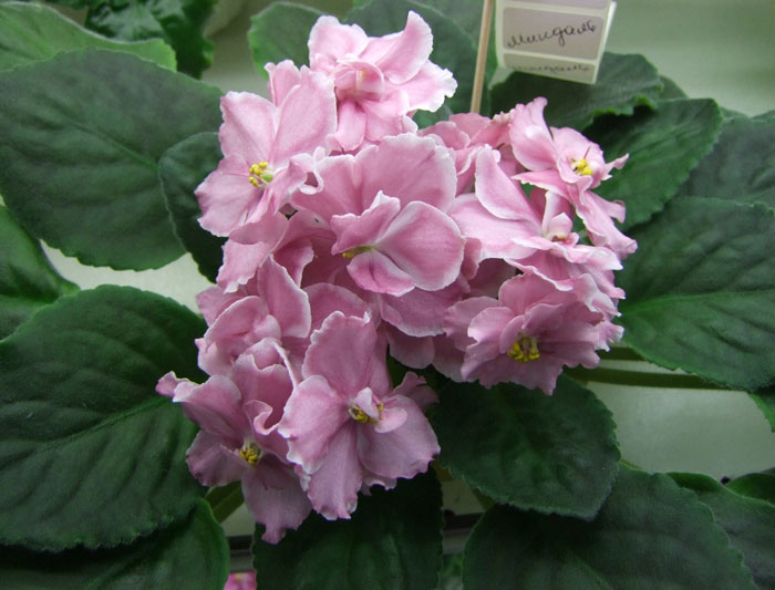 Миндаль(Кузина).jpg